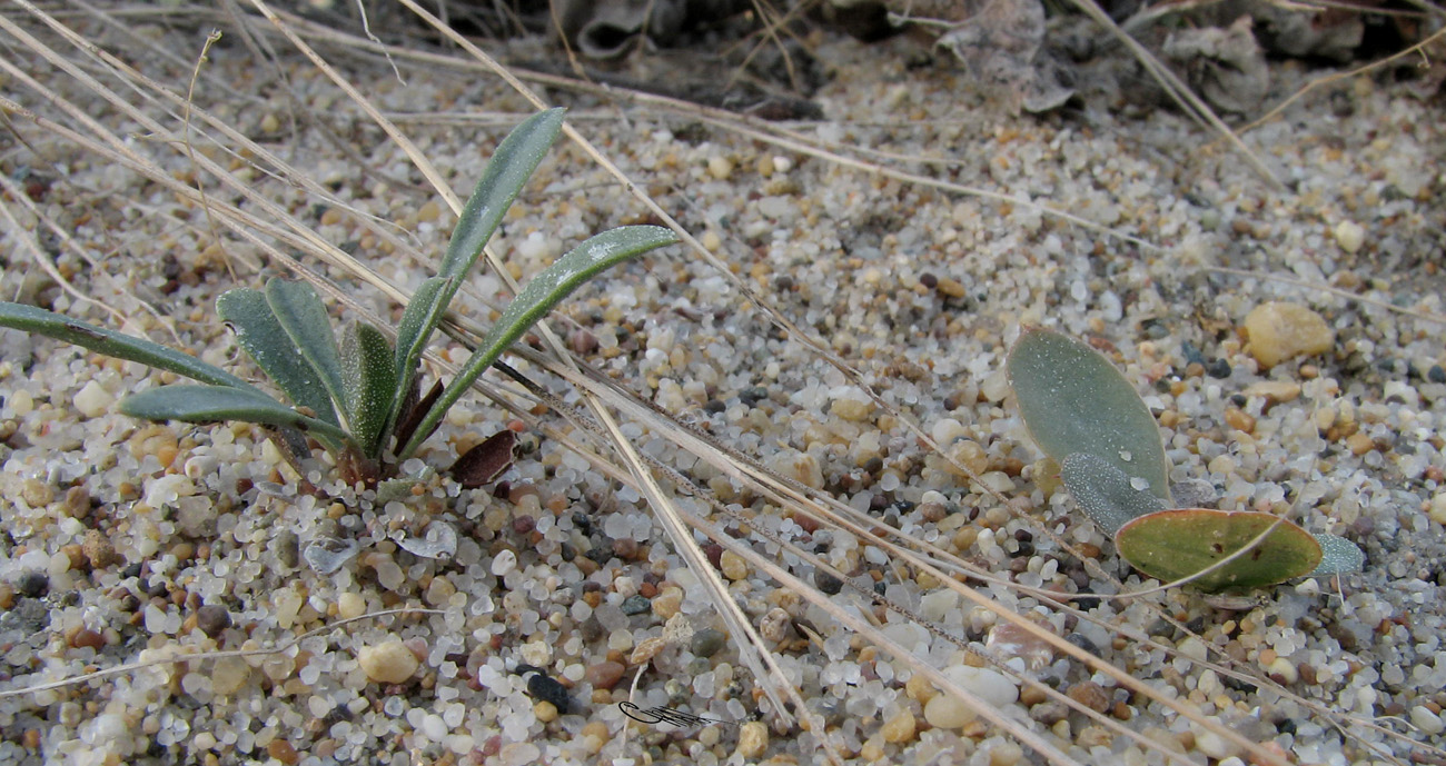 Image of Limonium &times; erectiflorum specimen.