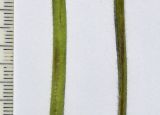 Alchemilla persica