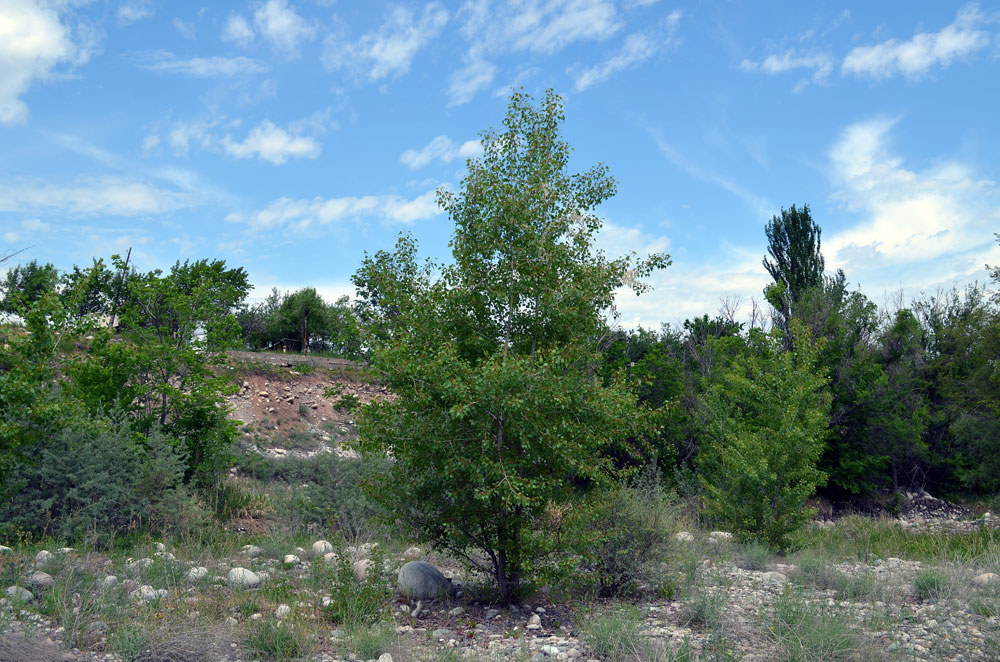 Image of Populus afghanica specimen.