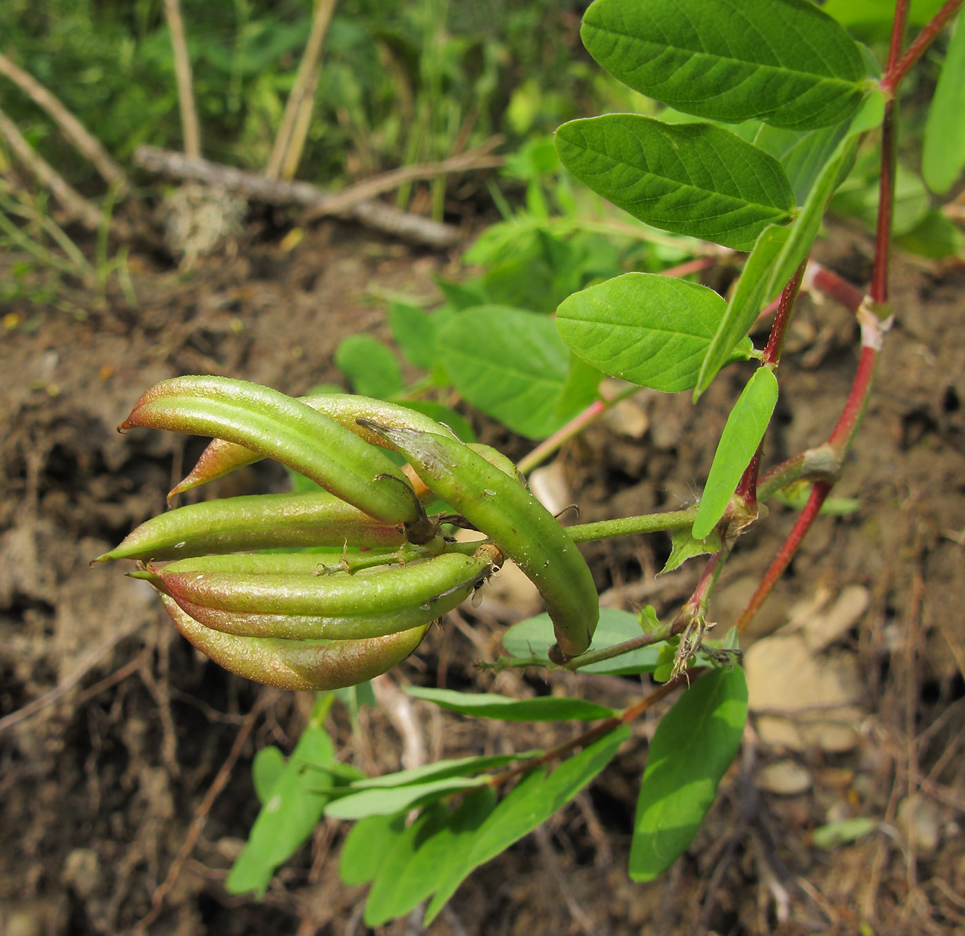 Изображение особи Astragalus glycyphyllos.