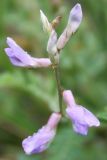 Oxytropis teres