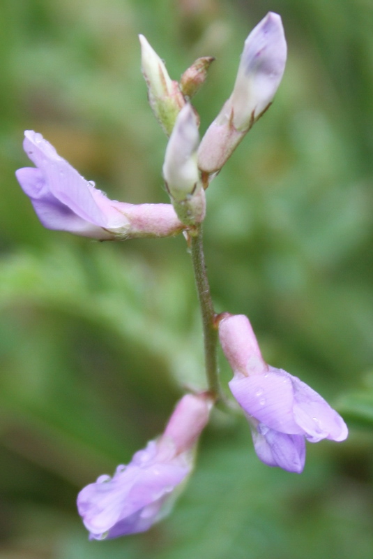 Image of Oxytropis teres specimen.