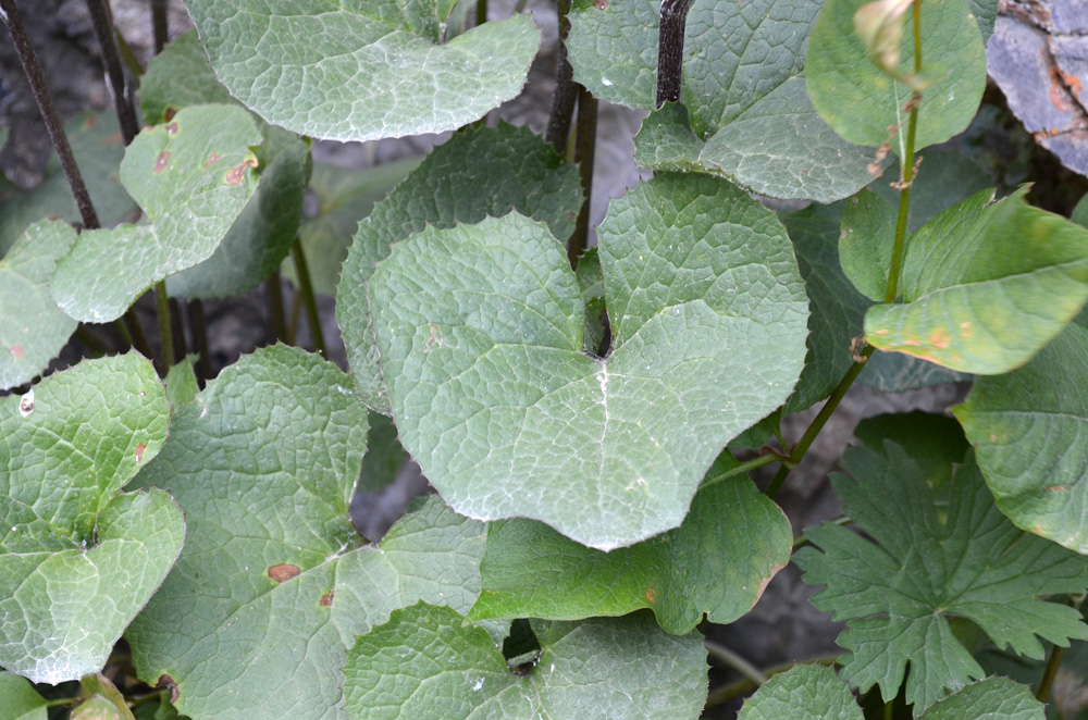 Image of Ligularia thomsonii specimen.