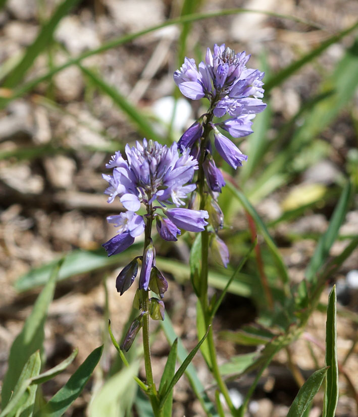 Изображение особи Polygala comosa.