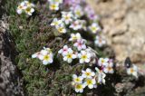 genus Androsace