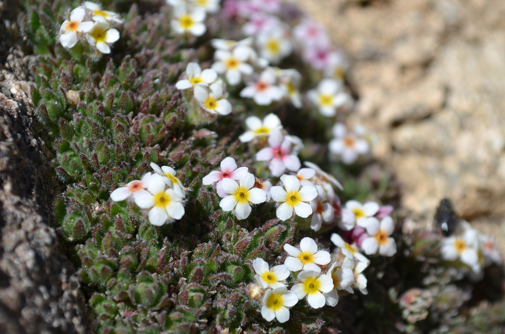 Image of genus Androsace specimen.