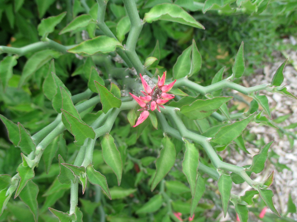 Изображение особи Euphorbia tithymaloides.