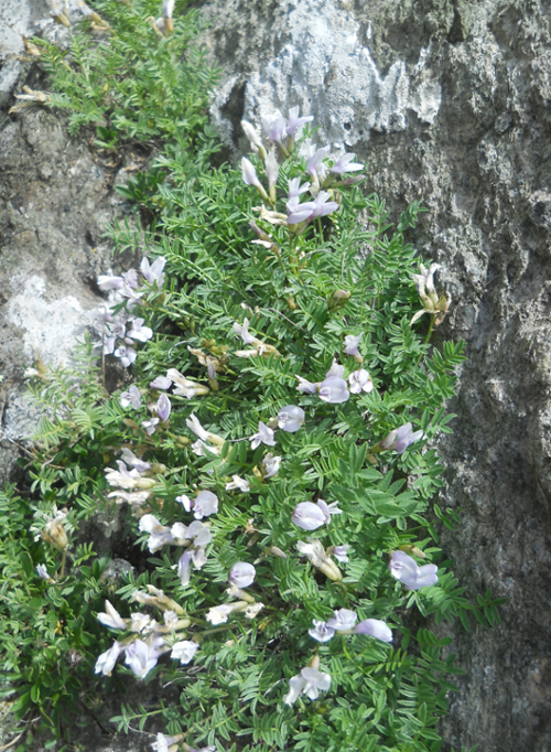 Изображение особи Astragalus levieri.