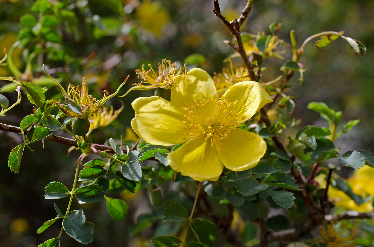 Image of Rosa platyacantha specimen.