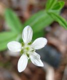 Moehringia lateriflora. Цветок. Якутия (Саха), Нерюнгинский р-н, окр. пос. Чульман, берег р. Чульман. 14.06.2011.