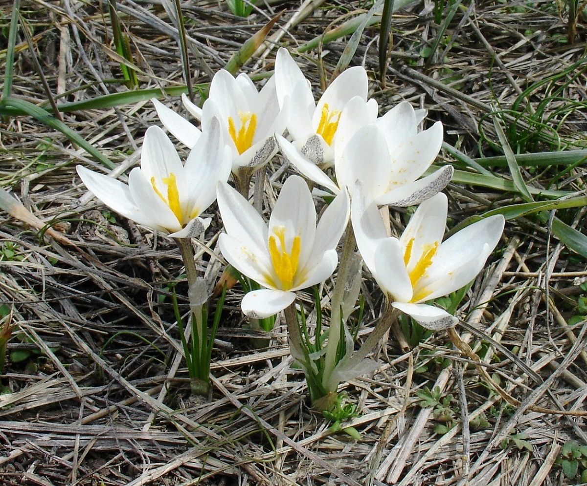 Image of Crocus alatavicus specimen.