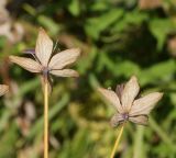 Bupleurum longifolium ssp. aureum