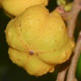Cupaniopsis anacardioides