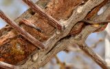 Plicosepalus acaciae