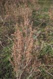 Artemisia taurica