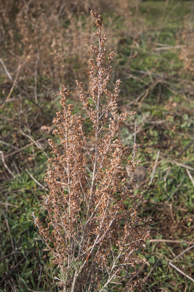 Изображение особи Artemisia taurica.