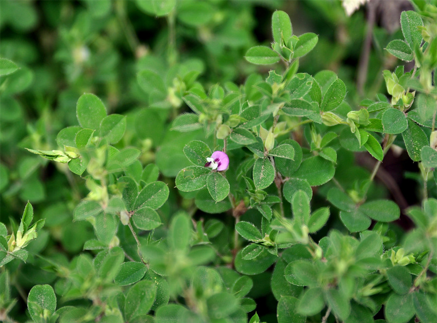 Image of Kummerowia stipulacea specimen.