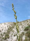 Artemisia salsoloides