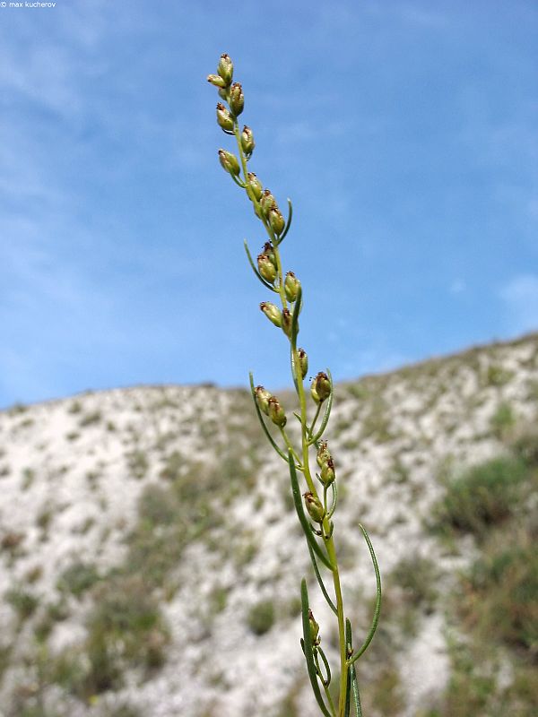 Изображение особи Artemisia salsoloides.