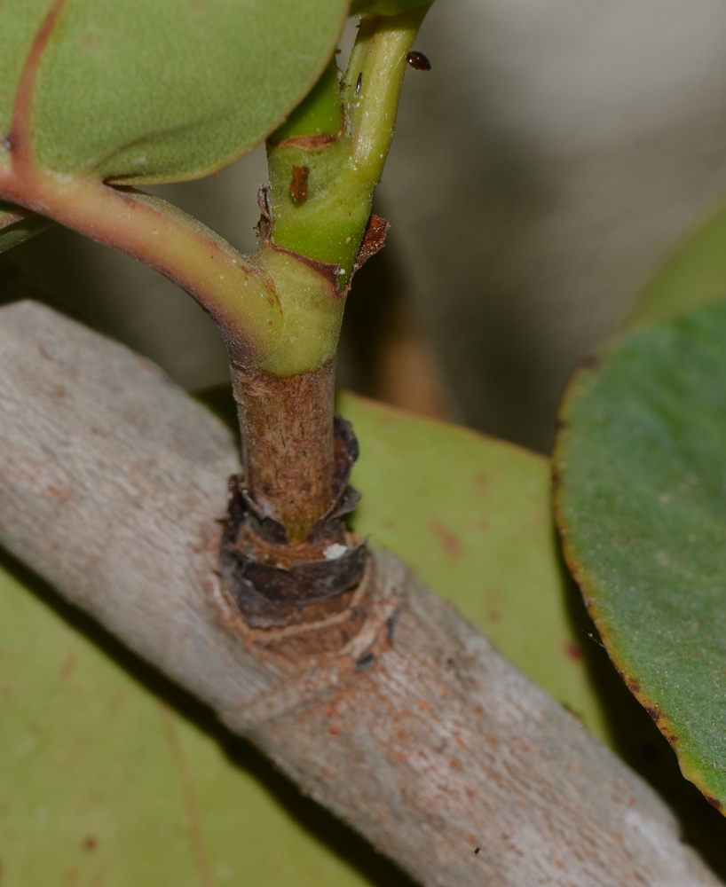 Изображение особи Coccoloba uvifera.