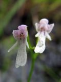 Amitostigma kinoshitae. Цветки. Сахалинская обл., Южно-Курильский р-н, о-в Кунашир, топкий северный берег оз. Глухое. 06.08.2014.