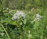 Arctium tomentosum