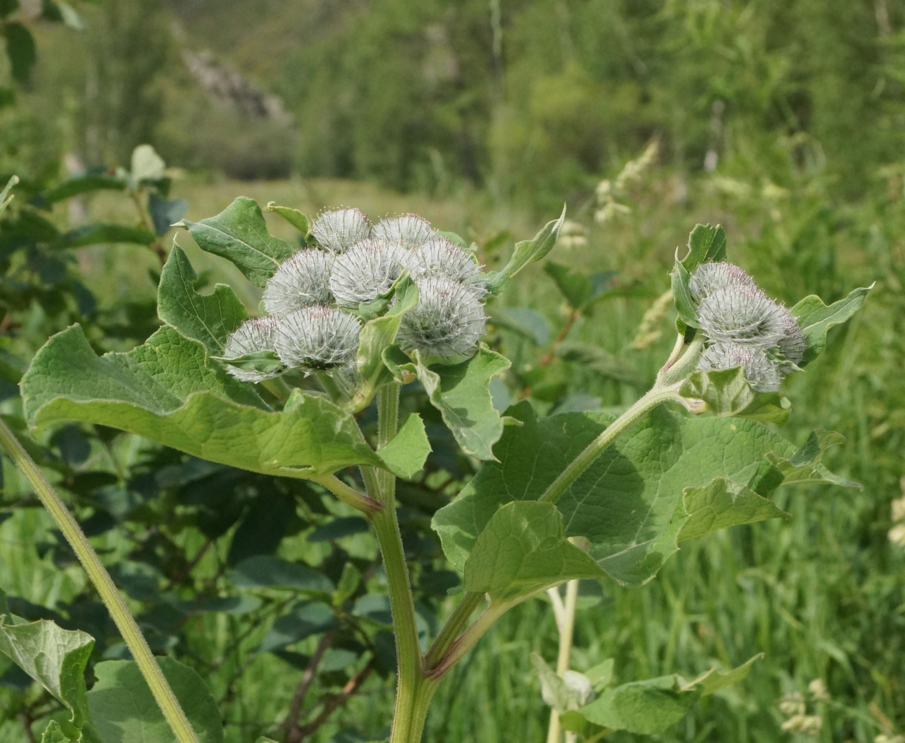 Изображение особи Arctium tomentosum.