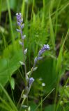 Myosotis micrantha