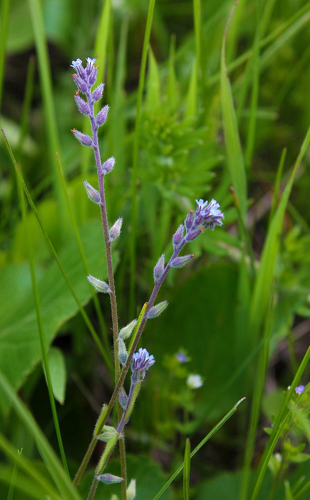 Image of Myosotis micrantha specimen.