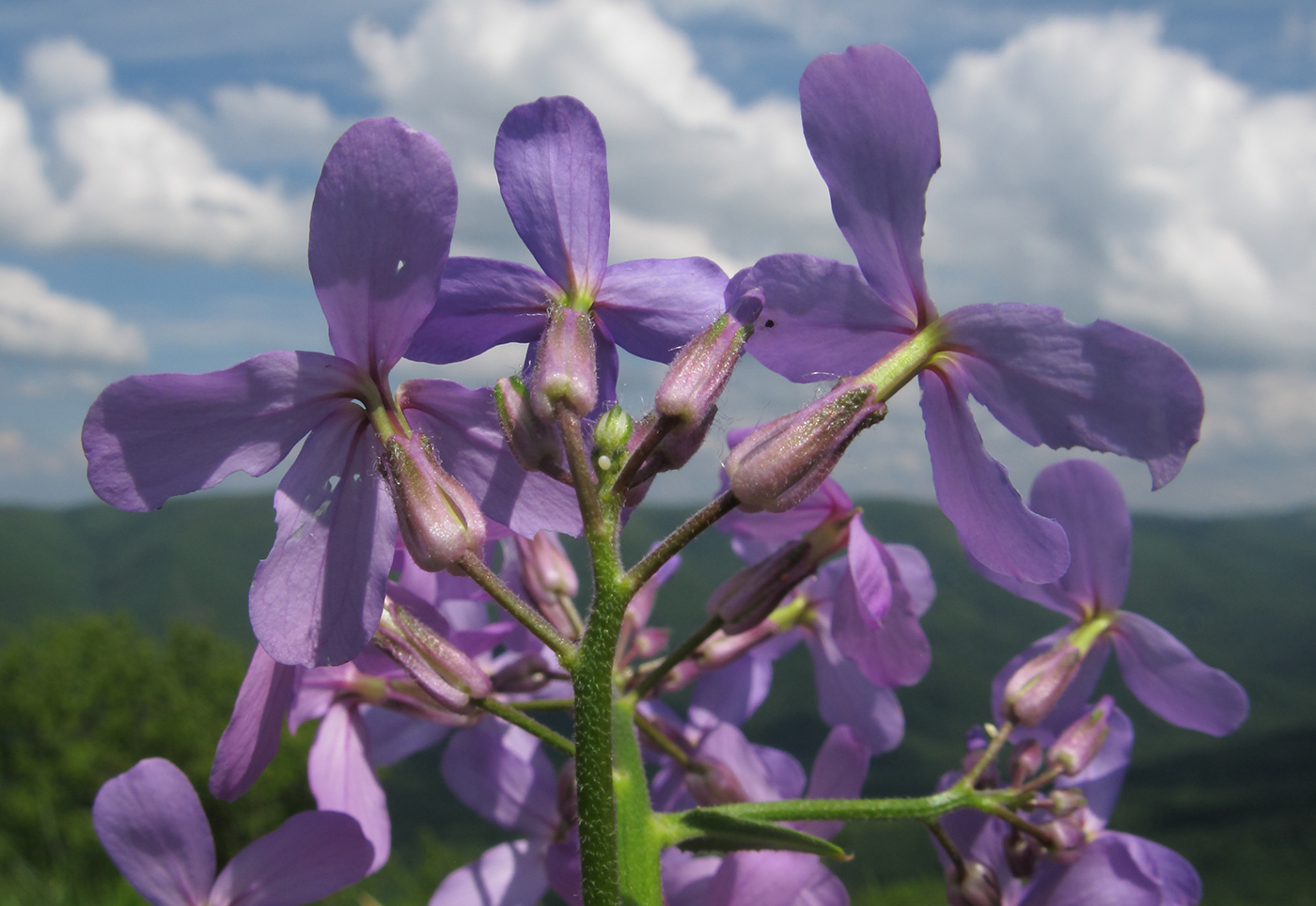 Image of Hesperis pseudocinerea specimen.