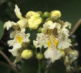 Catalpa ovata