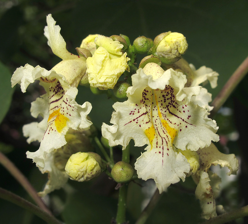 Image of Catalpa ovata specimen.