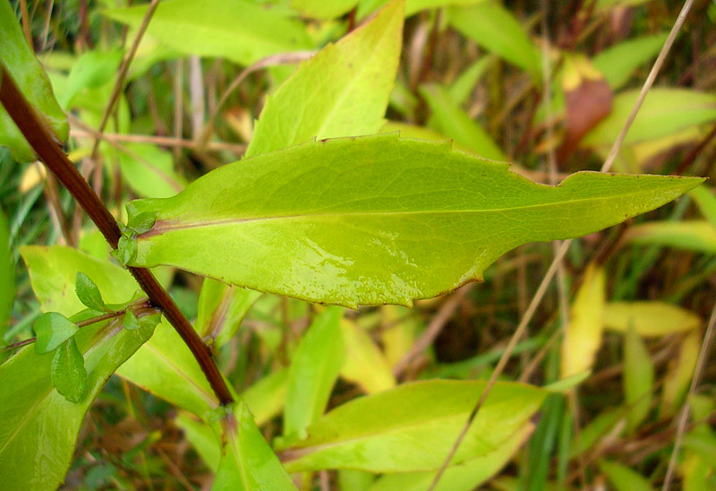 Image of Symphyotrichum novi-belgii specimen.