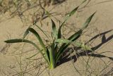 Pancratium maritimum