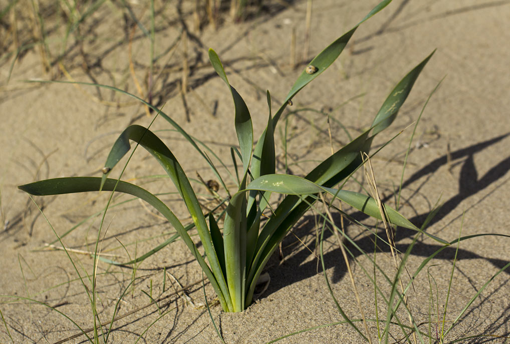 Изображение особи Pancratium maritimum.