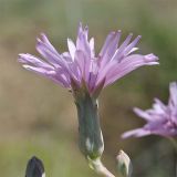 Lactuca tuberosa