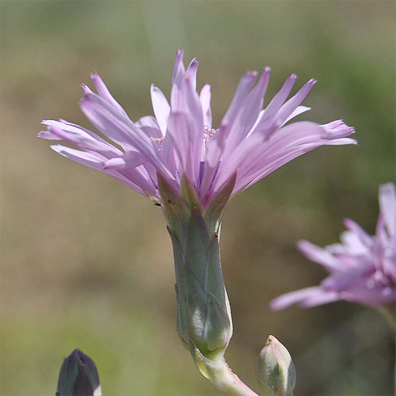 Изображение особи Lactuca tuberosa.