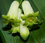 Polygonatum &times; hybridum