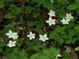 Anemone extremiorientalis. Цветущие растения. Приморье, окр. г. Находка, бухта Лашкевича, лесная поляна. 28.05.2016.