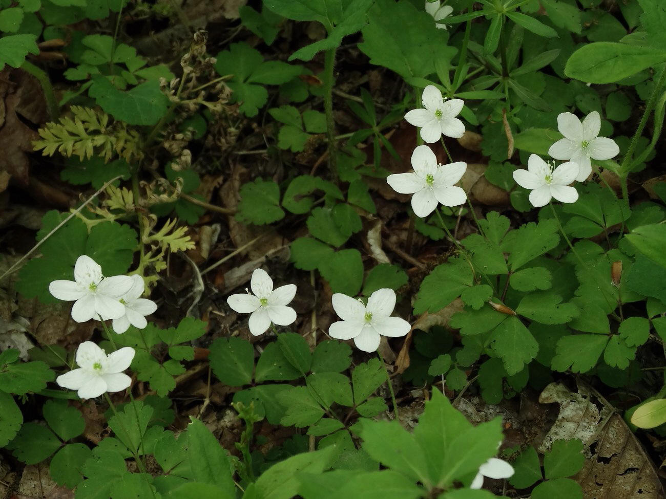 Image of Anemone extremiorientalis specimen.