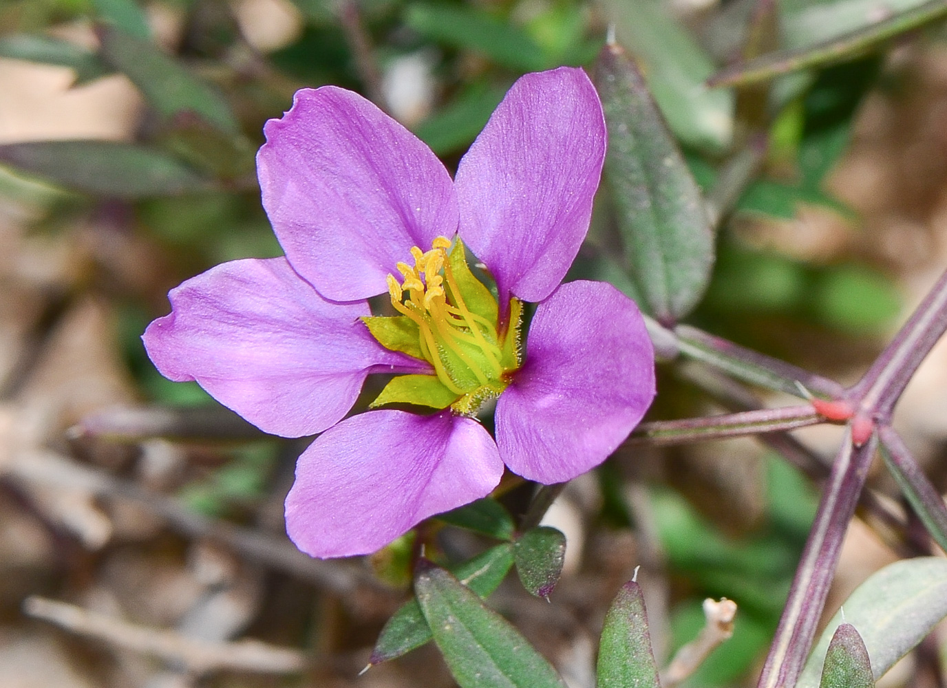 Image of Fagonia cretica specimen.