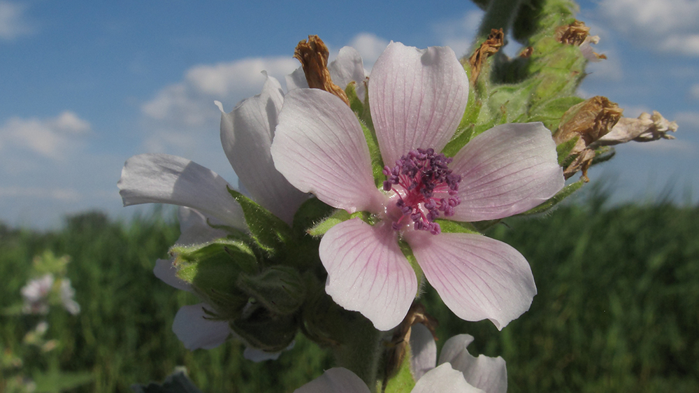 Изображение особи Althaea officinalis.