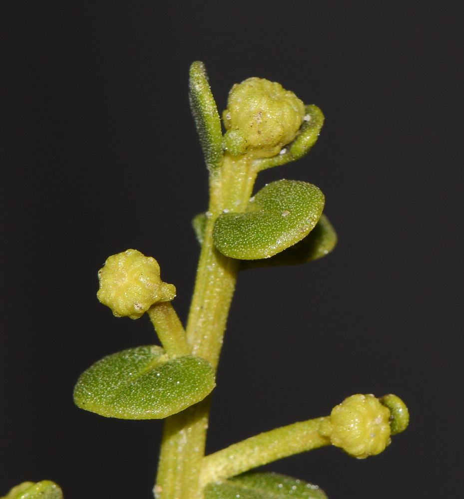 Image of Baccharis pilularis specimen.