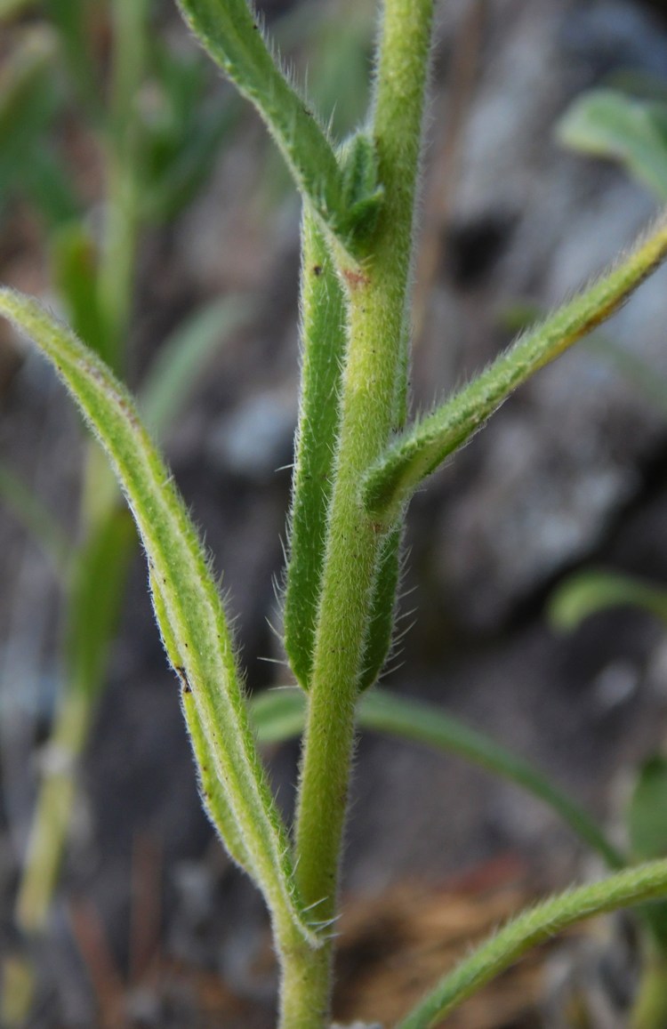 Изображение особи Onosma caucasica.