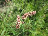 Persicaria maculosa