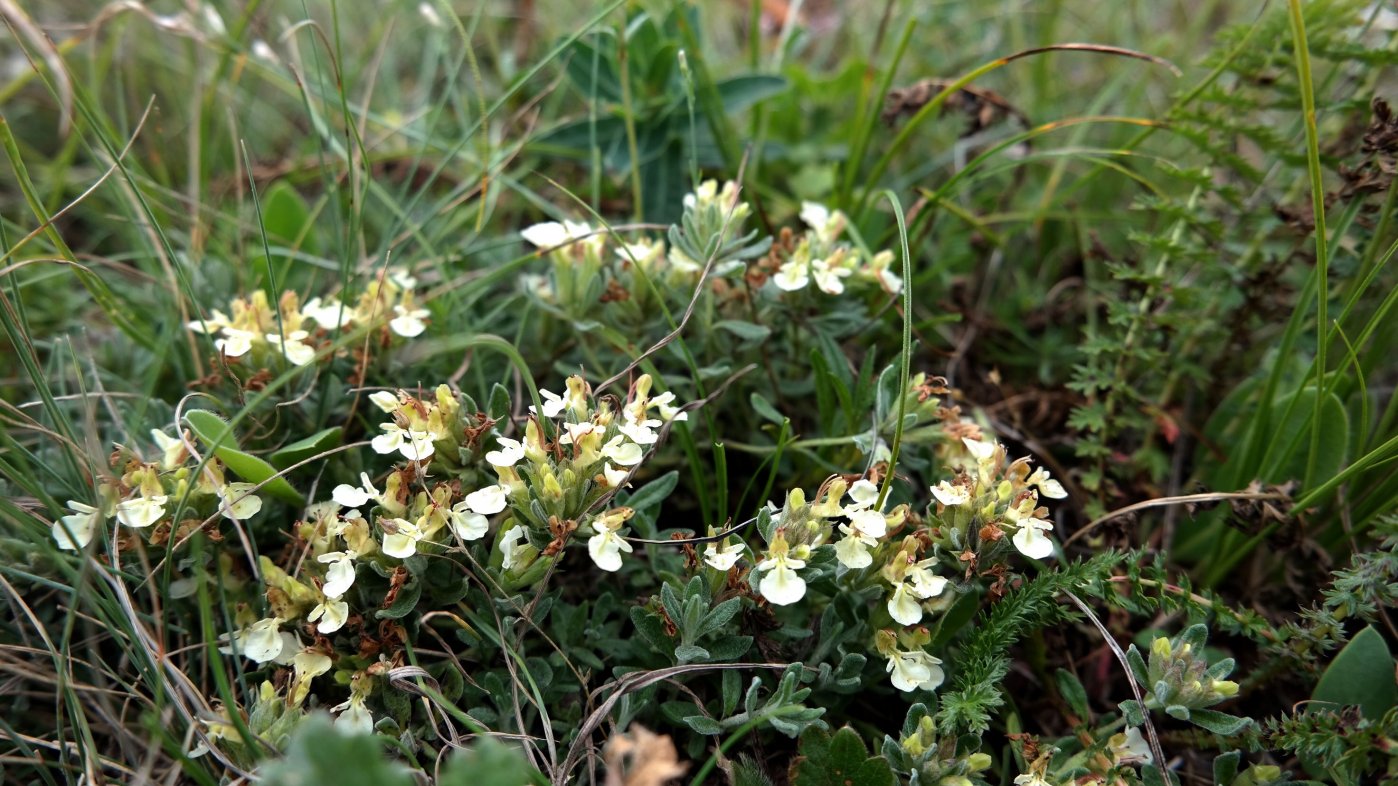 Изображение особи Teucrium jailae.