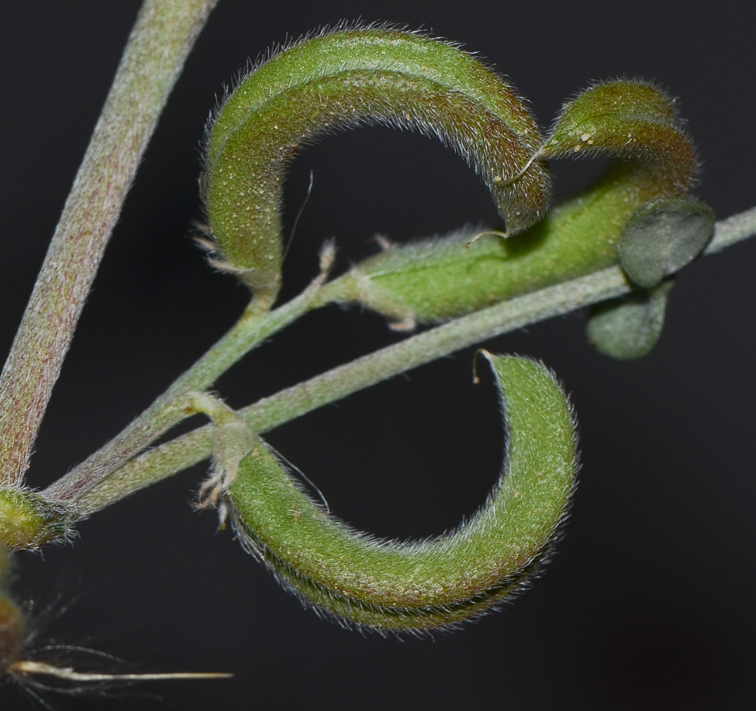 Image of Astragalus arpilobus specimen.