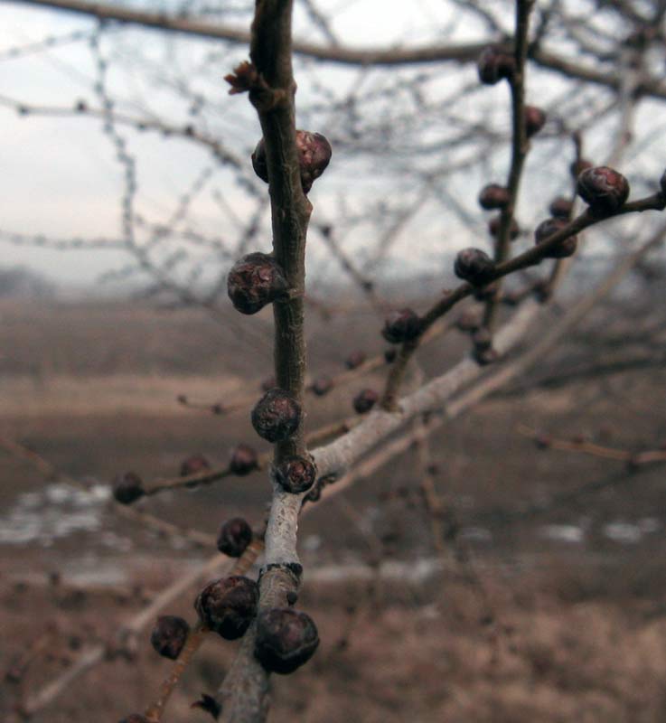 Изображение особи Ulmus pumila.
