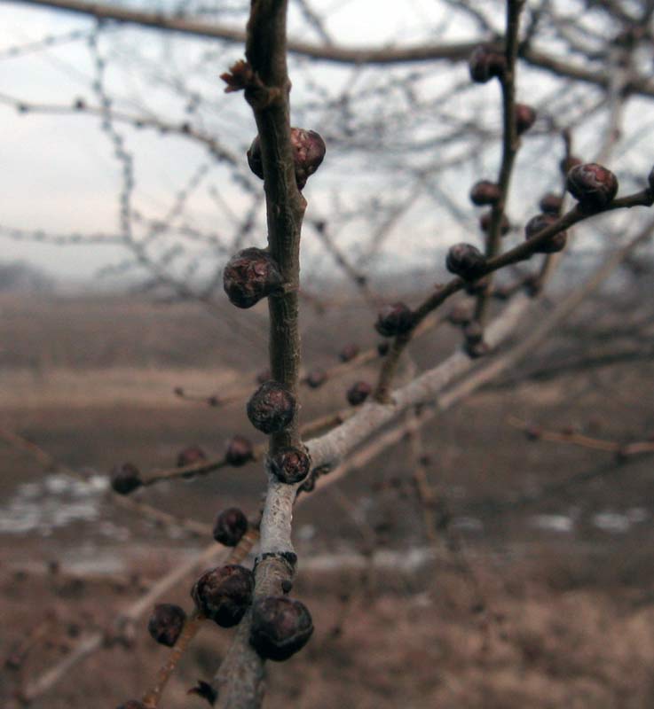 Изображение особи Ulmus pumila.