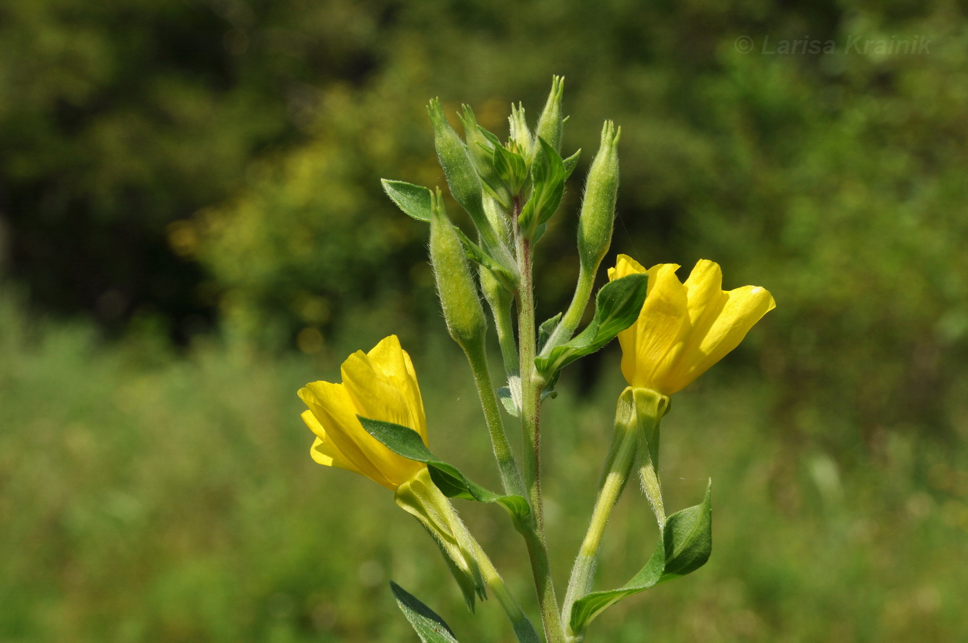 Image of genus Oenothera specimen.